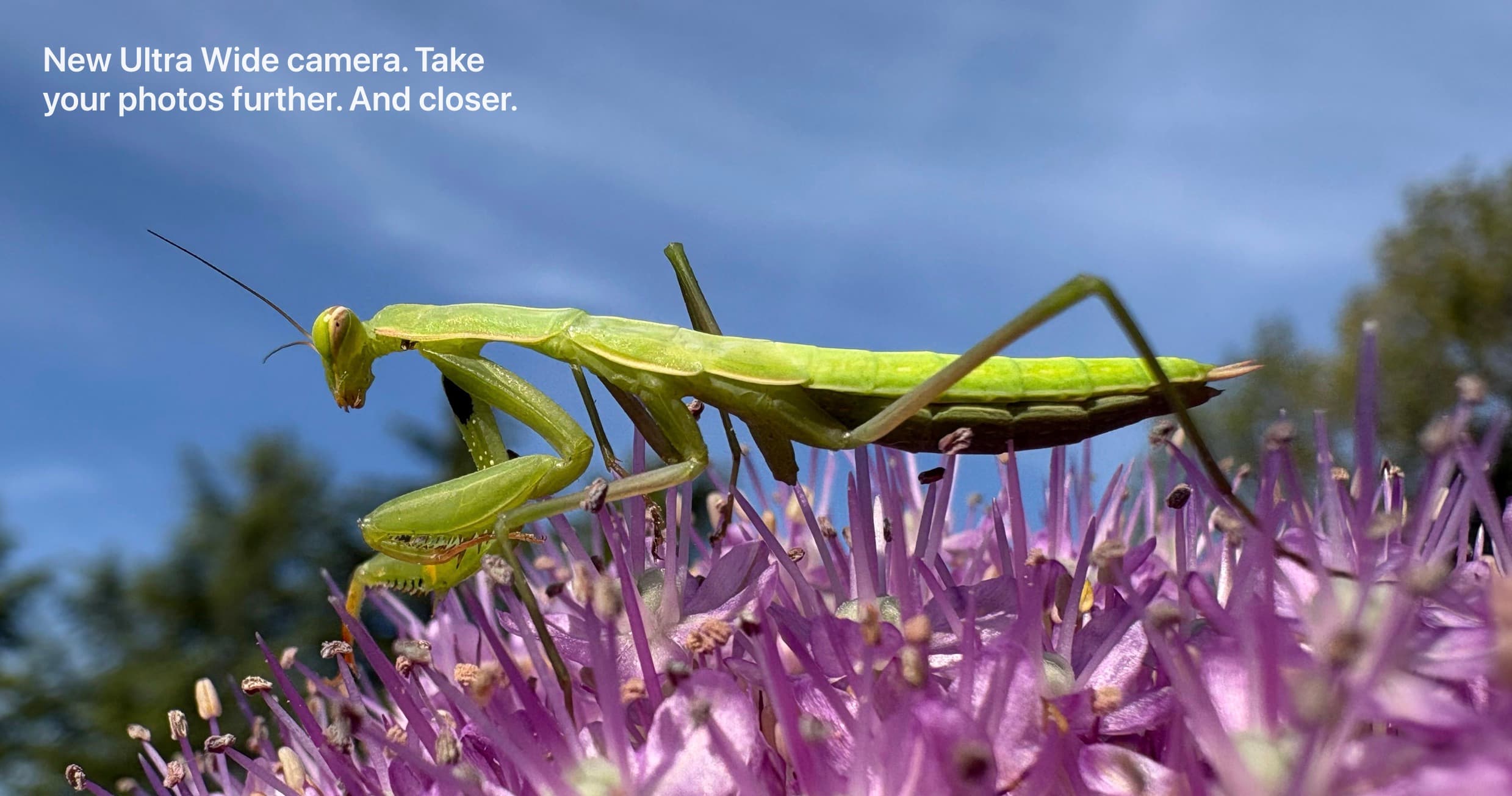 نمونه عکس ماکرو با آیفون ۱۶ معمولی